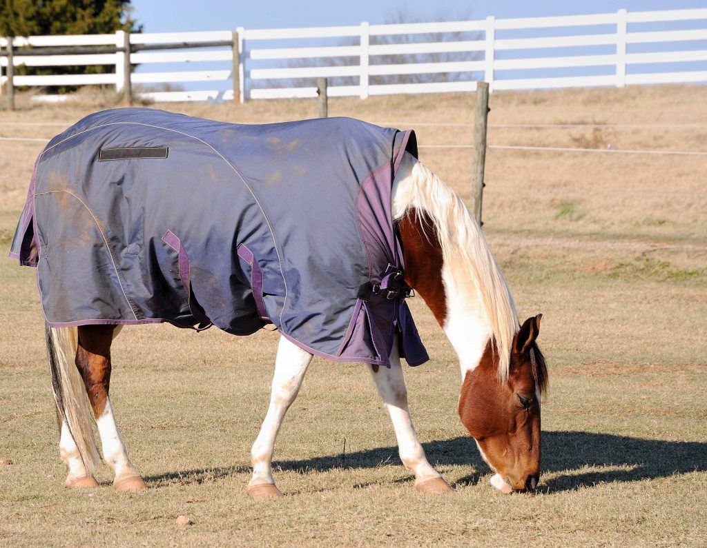 Horse Rugs